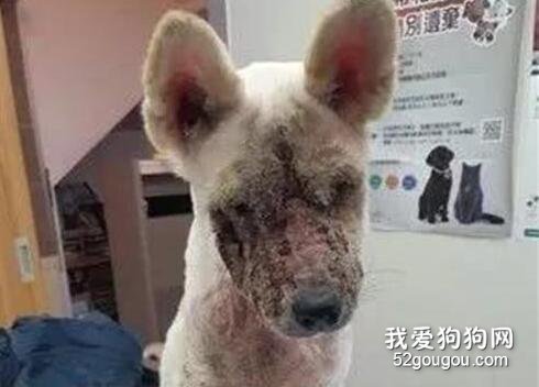 繁殖場救出的爛臉狗，四個月后成為了一只超萌柴柴...