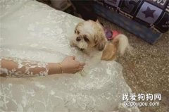 養了八年舍不得，女子帶狗狗一起出嫁，網友：真的太幸福了！