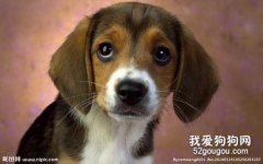 冬天狗狗如何應對寒冷天氣