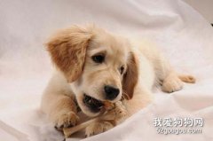 如何喂寵物零食 狗挑食應對解決辦法