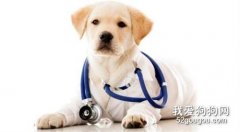 狗狗的急救與護理常識