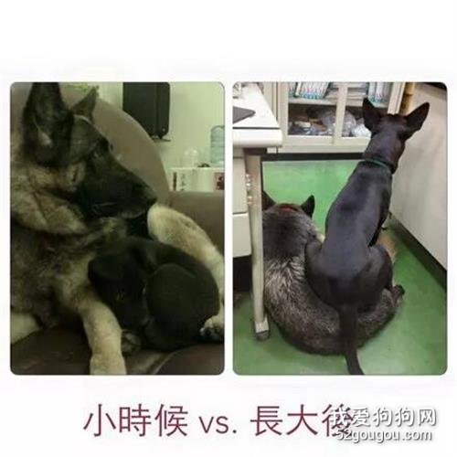 黑狗從小喜歡坐在狼犬身上，長大后還是沒改掉，狼犬：腦殼有點疼！