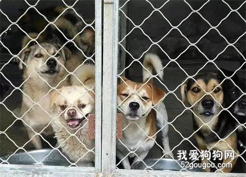 陪伴一生的主人，卻用如此“極端”方式來結束它的生命，寒心！