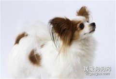 蝴蝶犬最容易的的五種疾病
