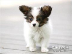 怎么知道蝴蝶犬是否生病？
