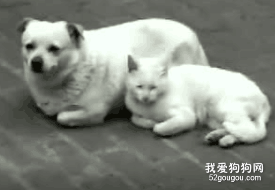 原來在一起待久了真的會越來越像，動物也是！