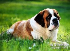 圣伯納犬訓練應該從幼年時期開始