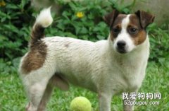 怎樣訓練杰克羅素梗?