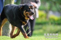 羅威納犬的飼養方法和訓練技巧
