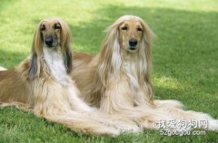 阿富汗獵犬訓練方法