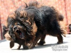 藏獒疾病的相關防治方法