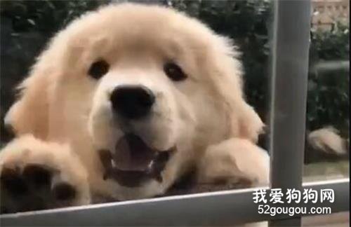 小金毛是被施加了多少可愛魔法啊？為什么能悄悄萌住我的心？