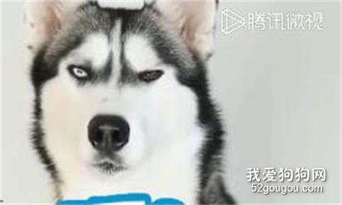 千萬別跟二哈玩游戲