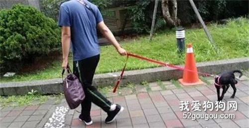 流浪狗小乖才剛幸福10天，它還沒來得及長大，就被吃掉了！