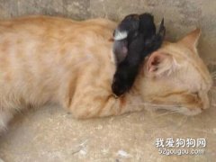 貓不知從哪撿了一只雞崽，自己養著，雞好像真把它當成了媽媽！