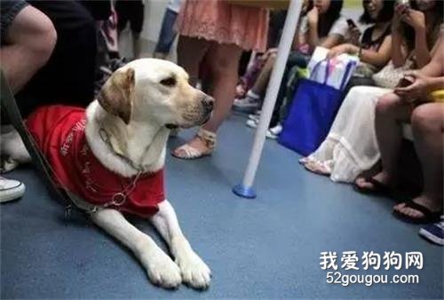 導盲犬：其實我也想做一只被人類寵愛的狗狗