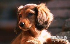 如何給狗狗避孕？