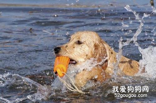 狗狗天生就會游泳嗎