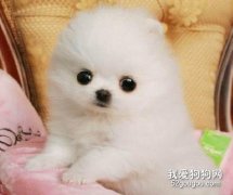 博美犬一天吃幾頓 不同階段不同喂養