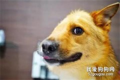 流浪狗只剩半邊臉，網友堅持救活它：以后我來愛你！