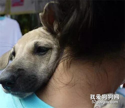 狗狗是個傻孩子，你對它好三天，它便愛你一輩子…