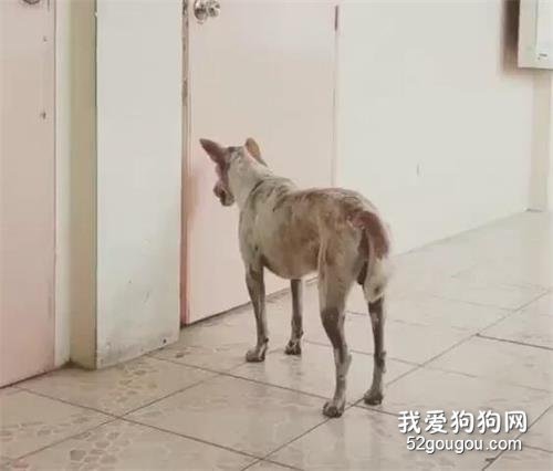 教授因病去世后，有只流浪狗就一直守在教室門口：我想見他..