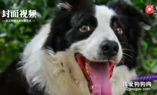 小鳥持續一月往狗狗頭上拉屎 還叫同伴來觀戰
