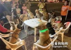 柴犬過生日，12只汪朋友全到齊，網友：蛋糕都不夠分啦！