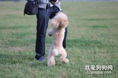 如何訓練狗狗“用后腿站立”
