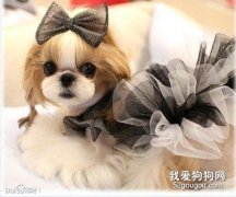 怎么訓練西施犬不咬人
