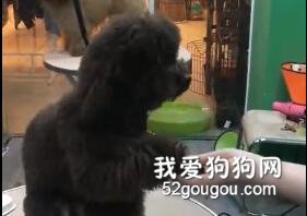 這也太真實了吧，泰迪在美容店超乖巧，可主人一來就瞬間翻臉