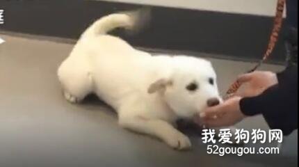 流浪狗狗第一次感受到被人愛著，心翼翼且充滿期待的樣子讓人心疼……