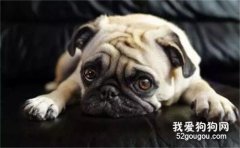 巴哥犬為什么睡覺打鼾?