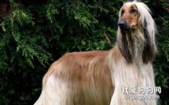 阿富汗獵犬健康科學的喂養方法