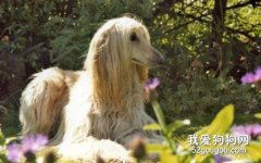 阿富汗獵犬洗澡和美容方法介紹