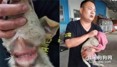吃完外賣的這個動作，可能會讓一只流浪狗致命！