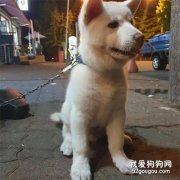 三個月大幼犬被醉酒男子性侵：都怪你長得太可愛了！