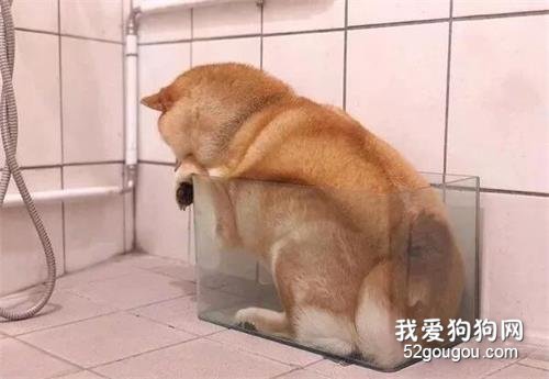 訓了柴柴幾句后，這貨把自己塞進了魚缸：生氣了，不好哄！