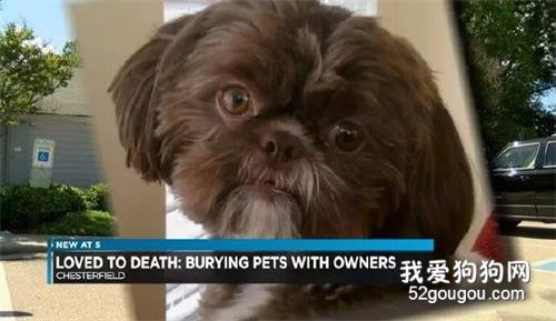 愛你就要帶你走？女主人立下遺囑，死后讓狗狗陪葬...
