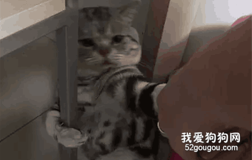 友帶喵咪去洗澡，沒想到這貨的抗拒程度...