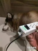 雪橇犬拆家被電暈，醒后做的第一件事竟是...