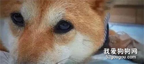 五歲愛犬因肝癌離世，109天后養了新狗寶，看到胎記后淚奔！