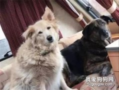十年好友去世，狗狗傷心欲絕，直到主人拿出了這個禮物...