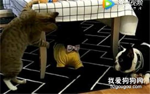 沒有好眼神兒，不要輕易養黑狗！