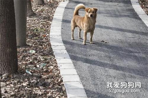 淚目！一只土狗徒步走了一天一夜，只為…
