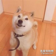 主人買叉燒飯給狗狗吃，老板勸他不健康，但得知原因后他秒落淚！