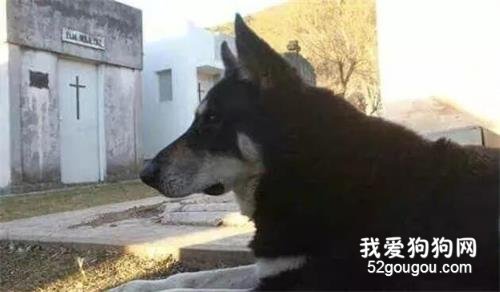 狗：即使物是人非，我也記得我愛你...