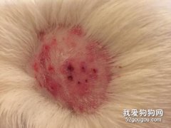 狗身上真菌感染怎么辦？