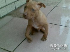 狗腿脫臼癥狀與護理治療方法