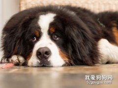 狗狗有體內寄生蟲的癥狀與治療